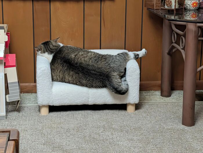 50 Cute Cat Photos To Help You De-Stress, As Shared By The “Cute Animal Photos To De-Stress” Page