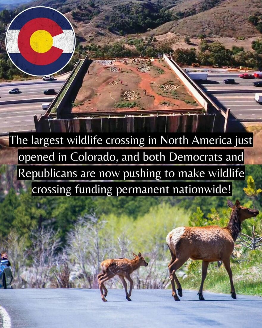 Aerial view of the largest wildlife crossing in North America in Colorado with deer crossing a road below.