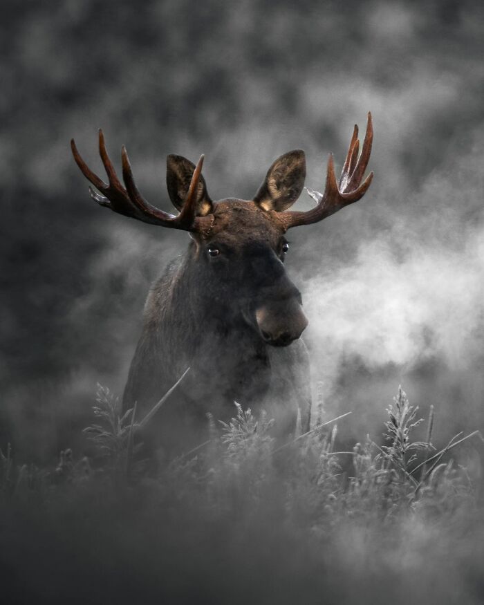 50 Beautiful Wildlife Photos By Finnish Photographer Ian Granström