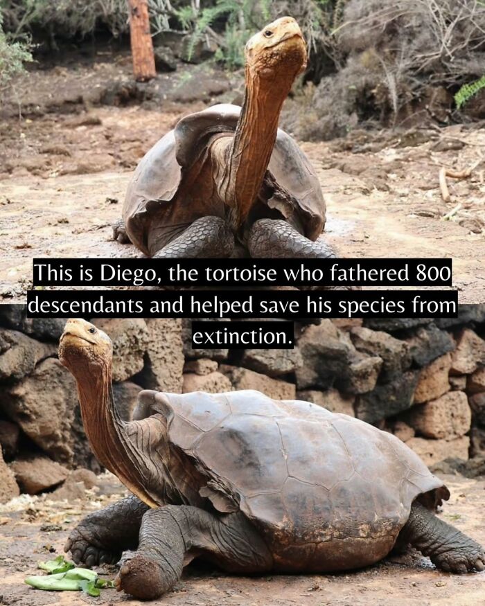 If You Can’t Take It Anymore, Here Are 55 Good News Stories That Recently Happened (New Pics)