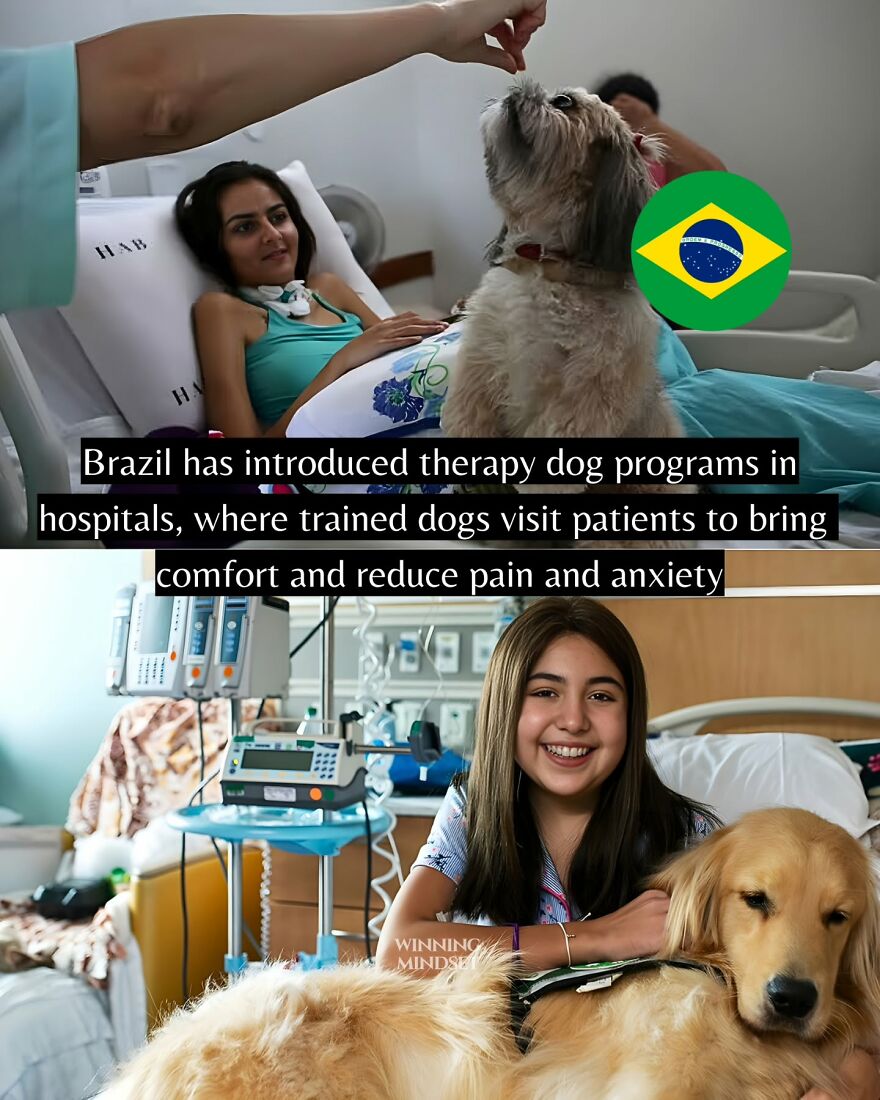 Therapy dogs visit hospital patients, providing comfort and reducing pain and anxiety for those feeling sick and tired.