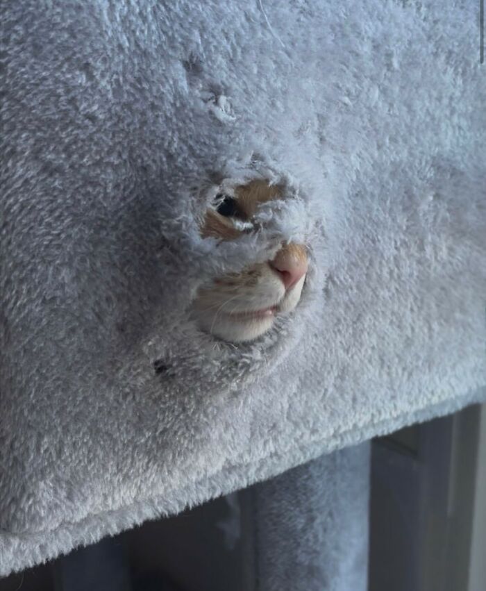 50 Cute Cat Photos To Help You De-Stress, As Shared By The “Cute Animal Photos To De-Stress” Page