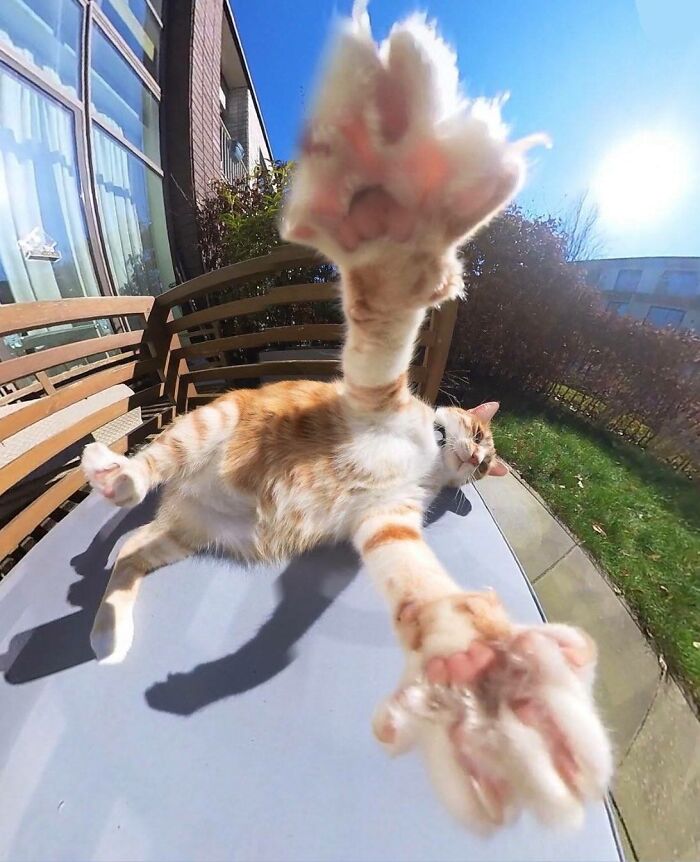 50 Cute Cat Photos To Help You De-Stress, As Shared By The “Cute Animal Photos To De-Stress” Page