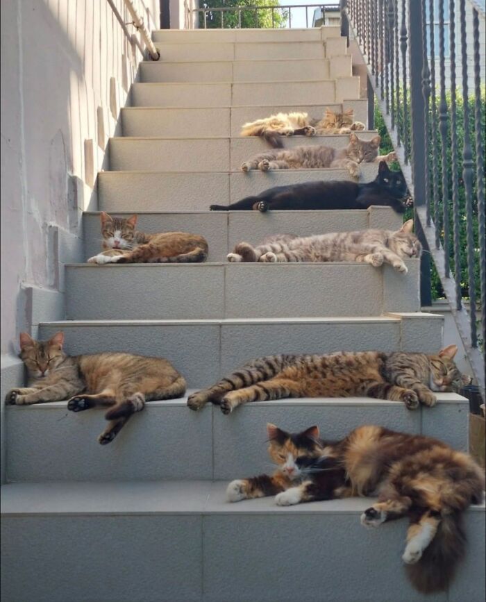 50 Cute Cat Photos To Help You De-Stress, As Shared By The “Cute Animal Photos To De-Stress” Page