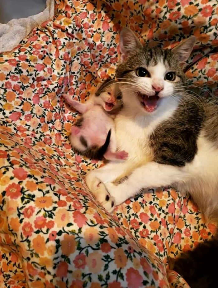 50 Cute Cat Photos To Help You De-Stress, As Shared By The “Cute Animal Photos To De-Stress” Page