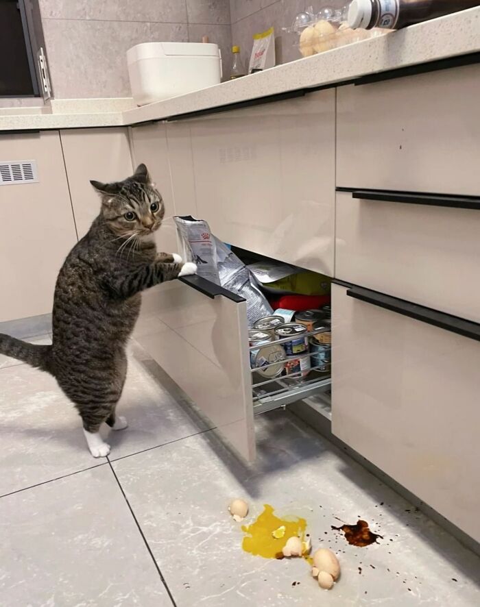 50 Cute Cat Photos To Help You De-Stress, As Shared By The “Cute Animal Photos To De-Stress” Page