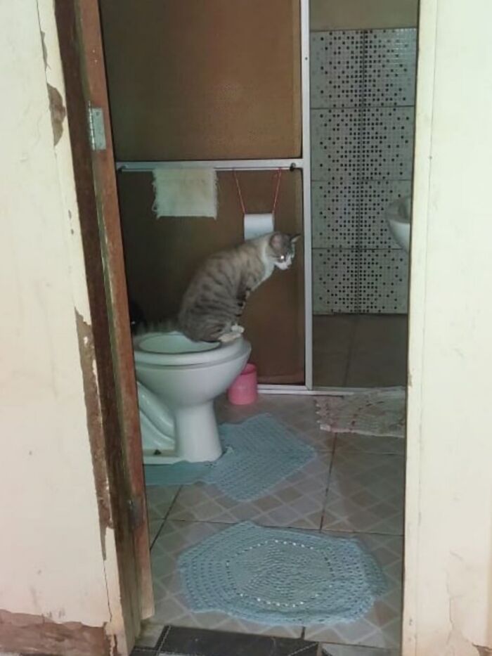 50 Cute Cat Photos To Help You De-Stress, As Shared By The “Cute Animal Photos To De-Stress” Page