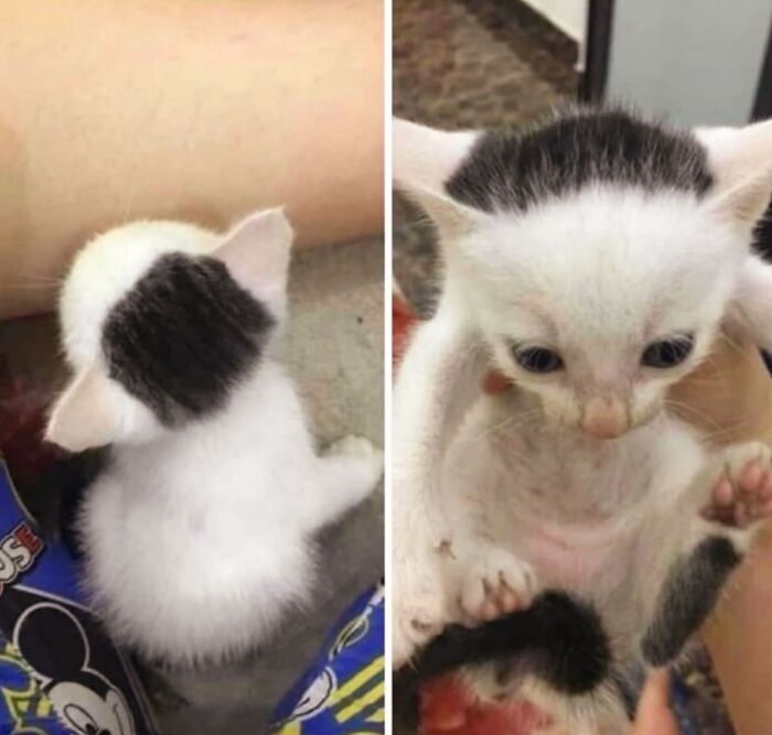 50 Cute Cat Photos To Help You De-Stress, As Shared By The “Cute Animal Photos To De-Stress” Page