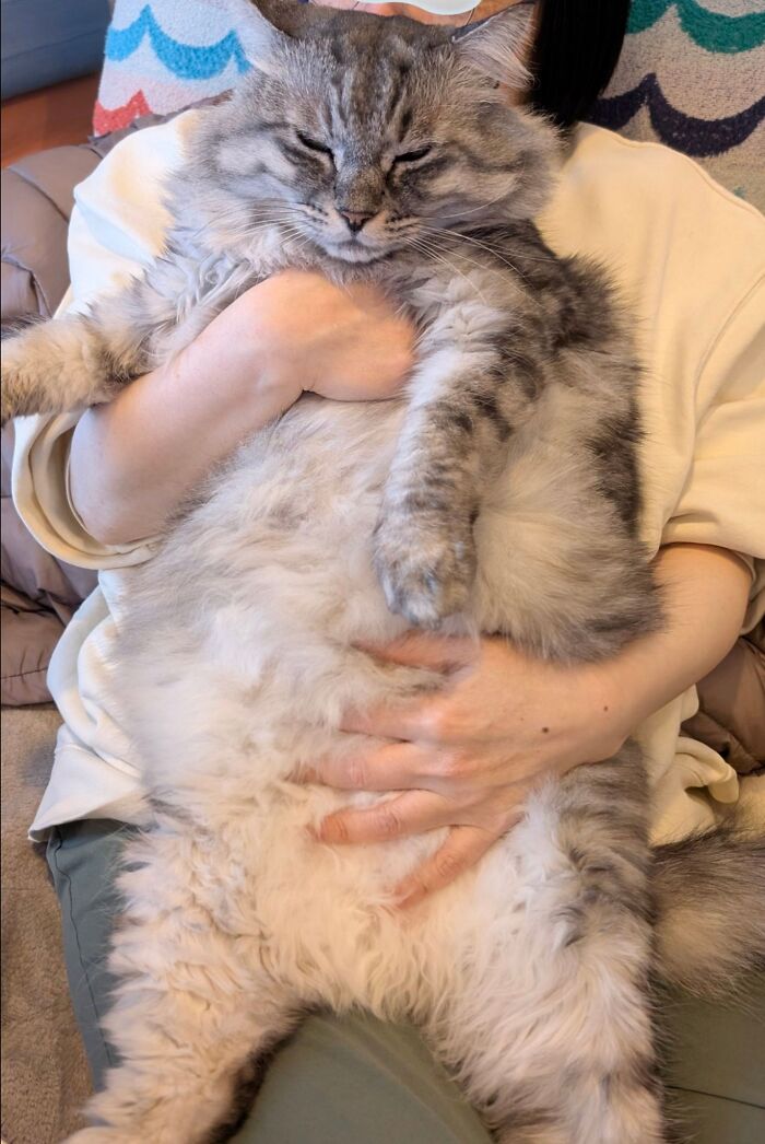 50 Cute Cat Photos To Help You De-Stress, As Shared By The “Cute Animal Photos To De-Stress” Page