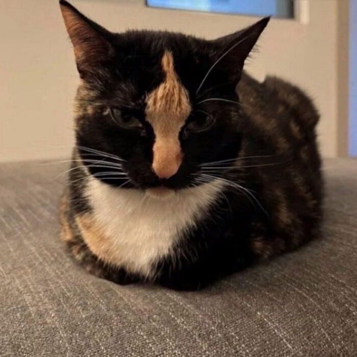 50 Cute Cat Photos To Help You De-Stress, As Shared By The “Cute Animal Photos To De-Stress” Page