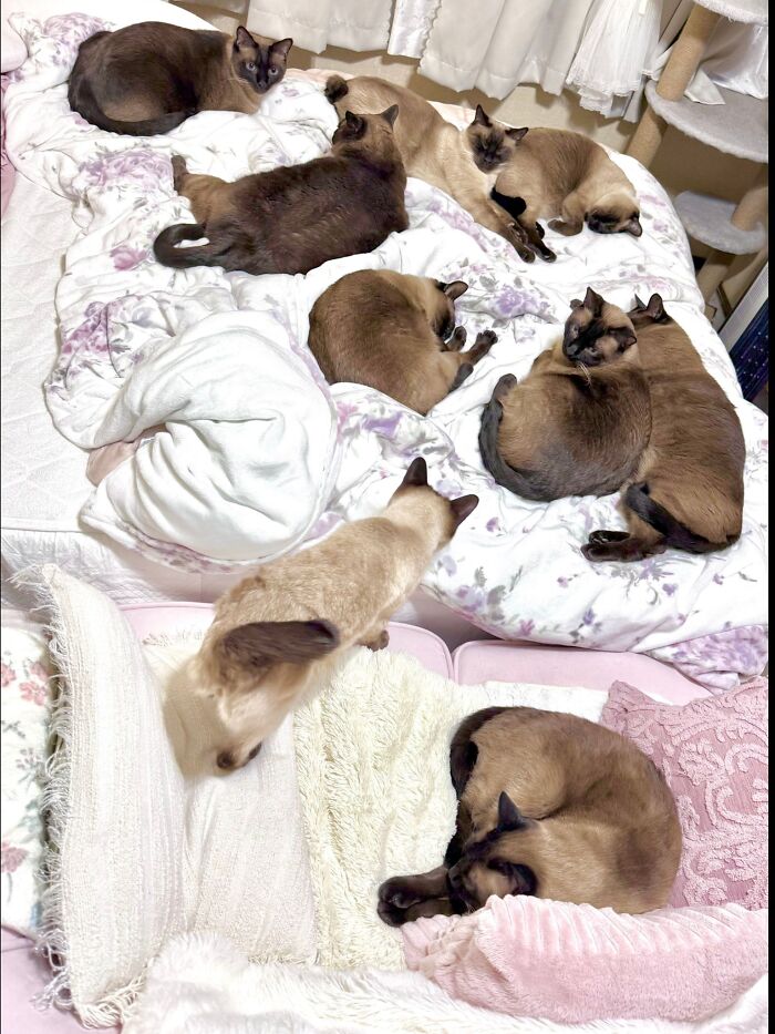 50 Cute Cat Photos To Help You De-Stress, As Shared By The “Cute Animal Photos To De-Stress” Page