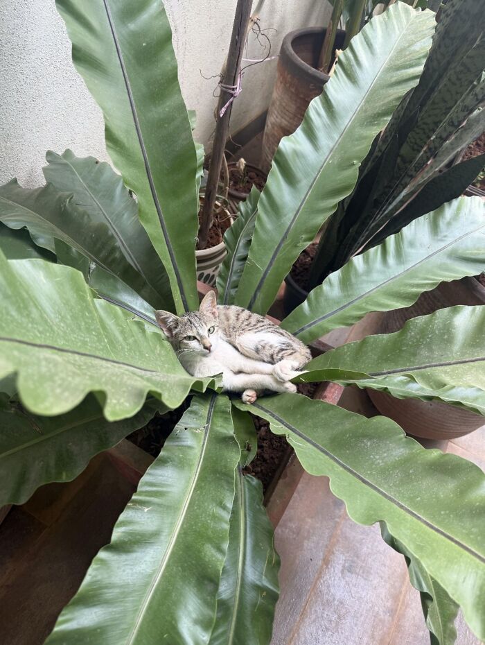 50 Cute Cat Photos To Help You De-Stress, As Shared By The “Cute Animal Photos To De-Stress” Page