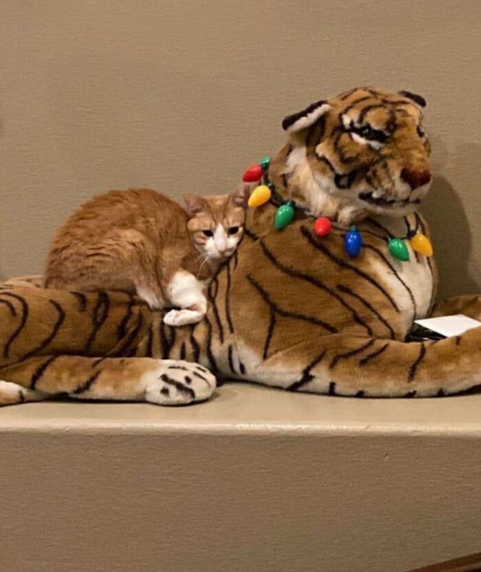 50 Cute Cat Photos To Help You De-Stress, As Shared By The “Cute Animal Photos To De-Stress” Page