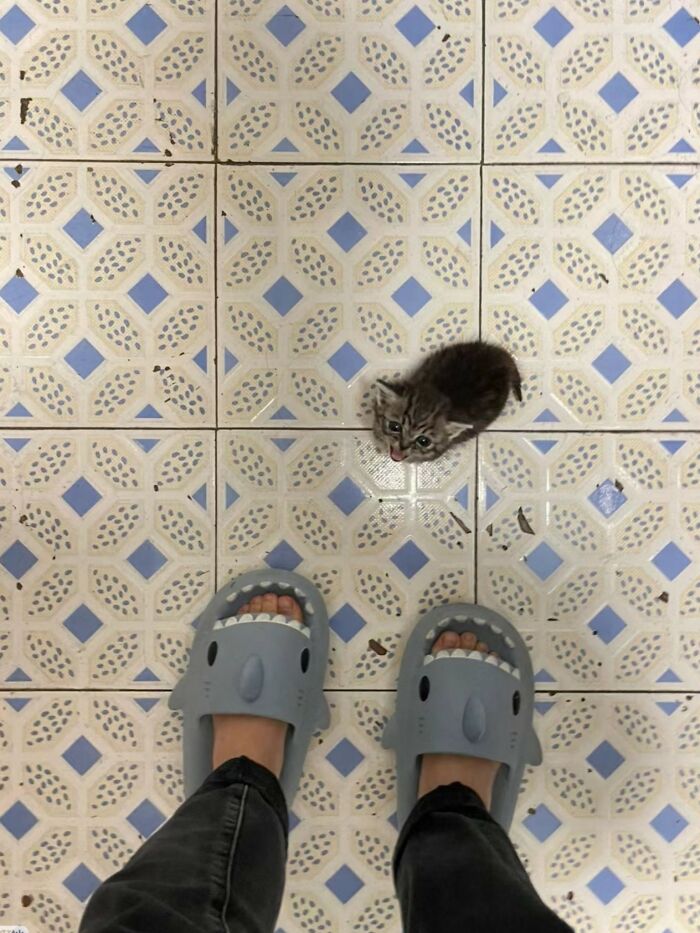 50 Cute Cat Photos To Help You De-Stress, As Shared By The “Cute Animal Photos To De-Stress” Page