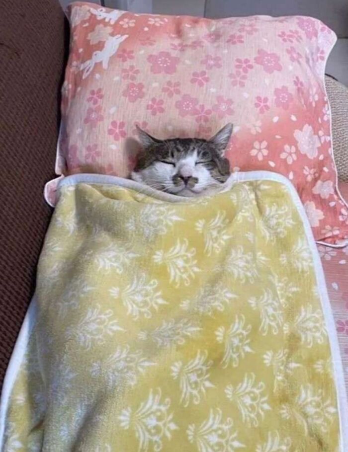 50 Cute Cat Photos To Help You De-Stress, As Shared By The “Cute Animal Photos To De-Stress” Page