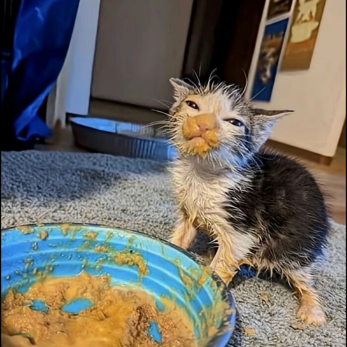 50 Cute Cat Photos To Help You De-Stress, As Shared By The “Cute Animal Photos To De-Stress” Page