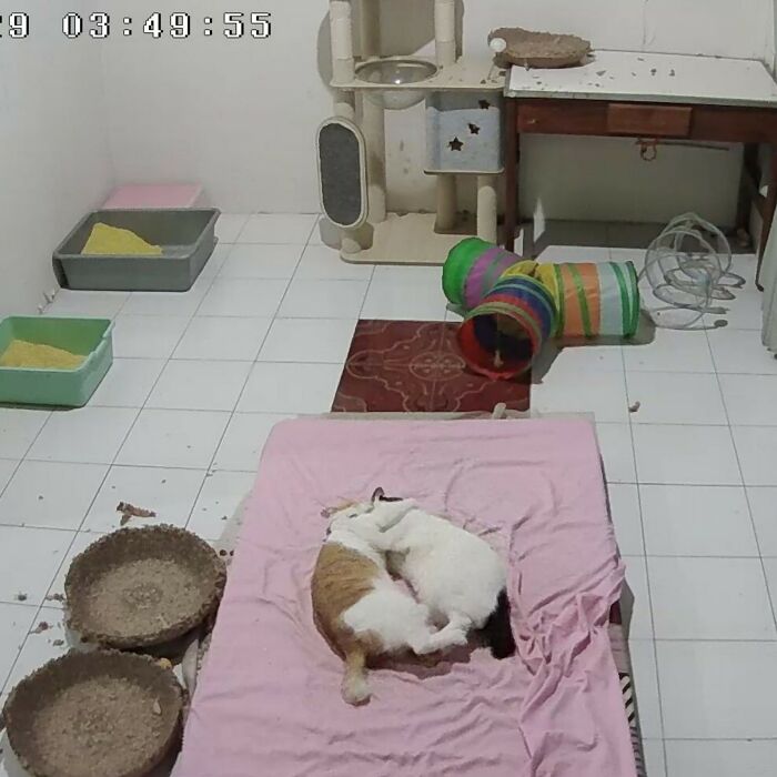 50 Cute Cat Photos To Help You De-Stress, As Shared By The “Cute Animal Photos To De-Stress” Page