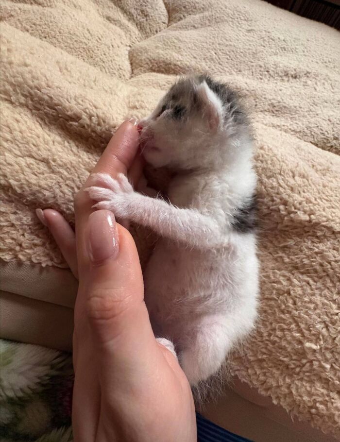 50 Cute Cat Photos To Help You De-Stress, As Shared By The “Cute Animal Photos To De-Stress” Page