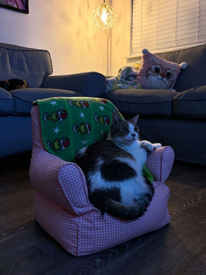 50 Cute Cat Photos To Help You De-Stress, As Shared By The “Cute Animal Photos To De-Stress” Page