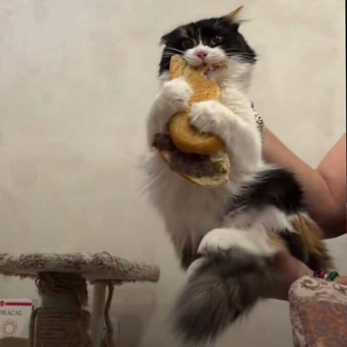 50 Cute Cat Photos To Help You De-Stress, As Shared By The “Cute Animal Photos To De-Stress” Page