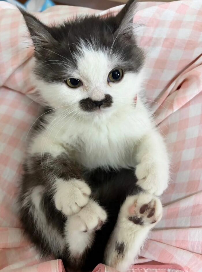 50 Cute Cat Photos To Help You De-Stress, As Shared By The “Cute Animal Photos To De-Stress” Page