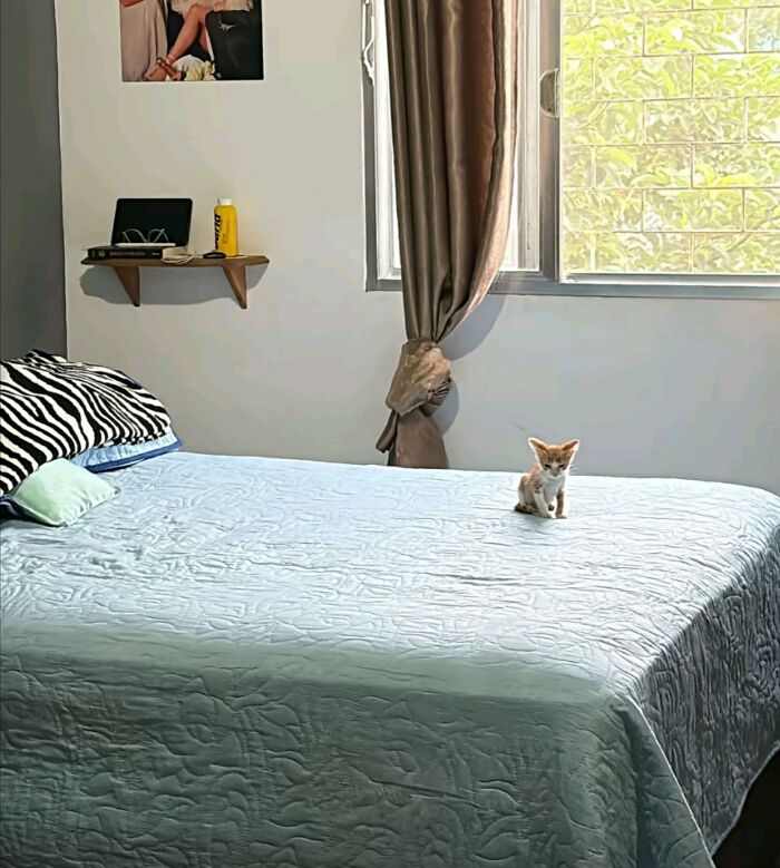 50 Cute Cat Photos To Help You De-Stress, As Shared By The “Cute Animal Photos To De-Stress” Page