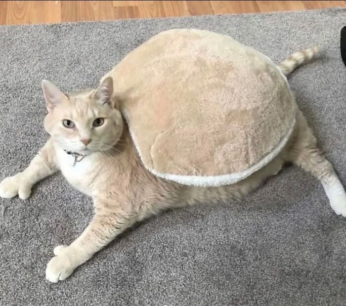 50 Cute Cat Photos To Help You De-Stress, As Shared By The “Cute Animal Photos To De-Stress” Page