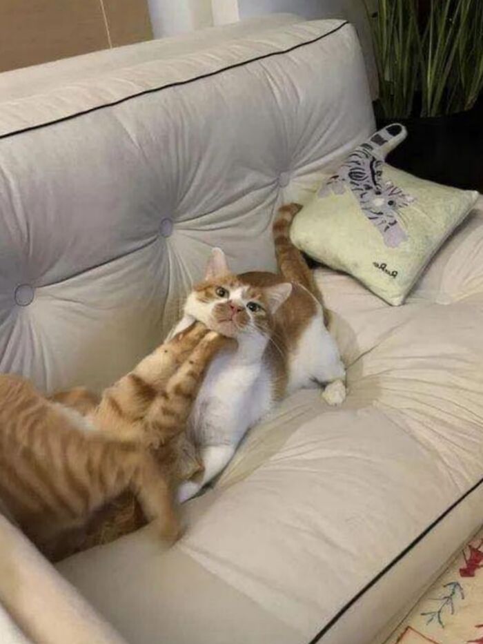 50 Cute Cat Photos To Help You De-Stress, As Shared By The “Cute Animal Photos To De-Stress” Page