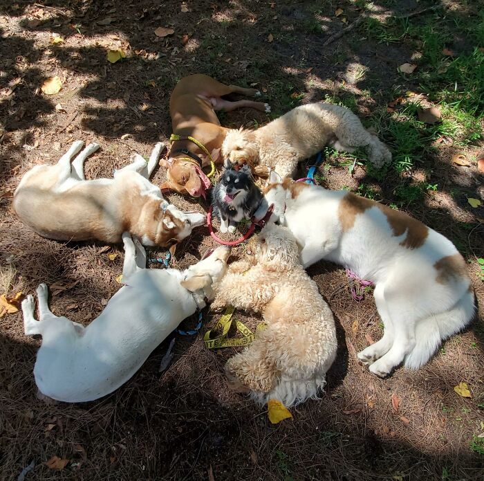 This Dog Daycare Somehow Gets Dozens Of Dogs To Sit Still For Perfect Group Photos (31 Pics)