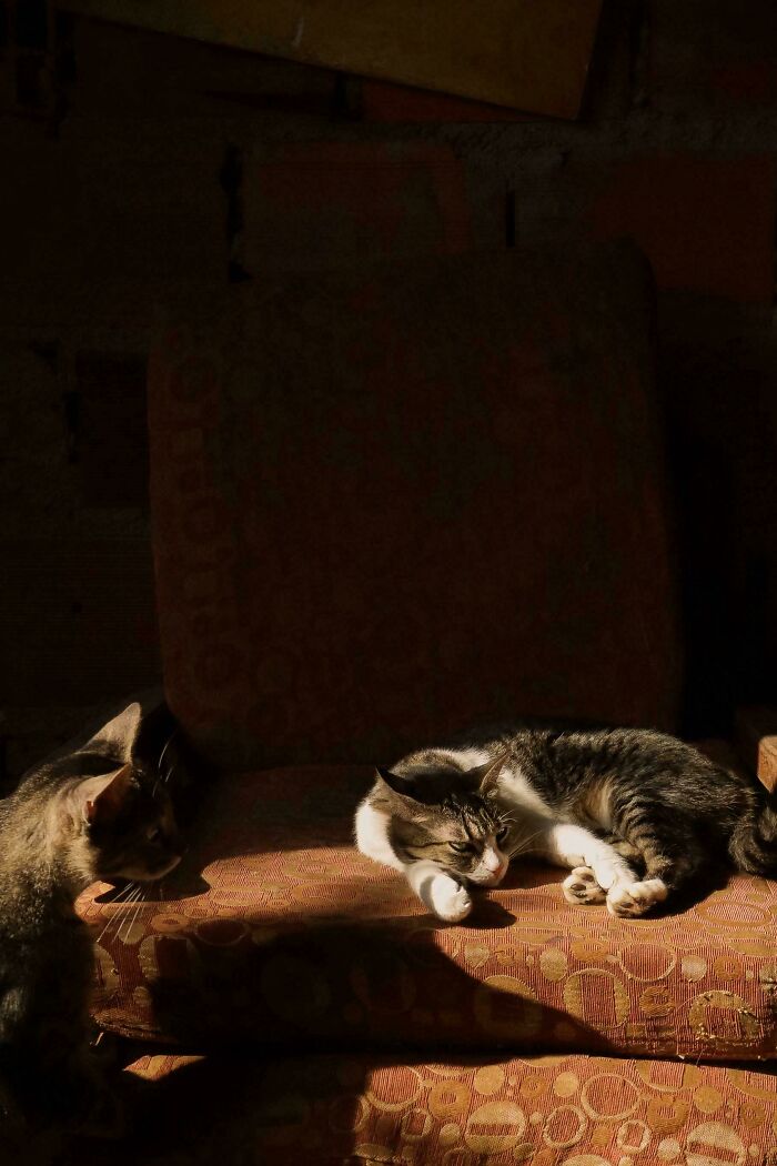 Two cats basking in a dramatic, high-contrast shaft of sunlight, evoking an accidental Renaissance scene.