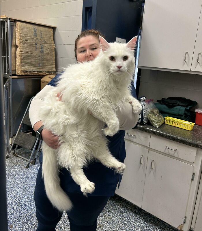 Woman holding an unreal oversized white cat inside a room, showcasing incredible moments from reality in new photos.