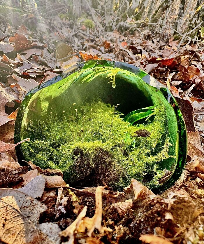 Close-up of vibrant moss and leaves inside a green glass container, showcasing unreal photos that reveal incredible reality.