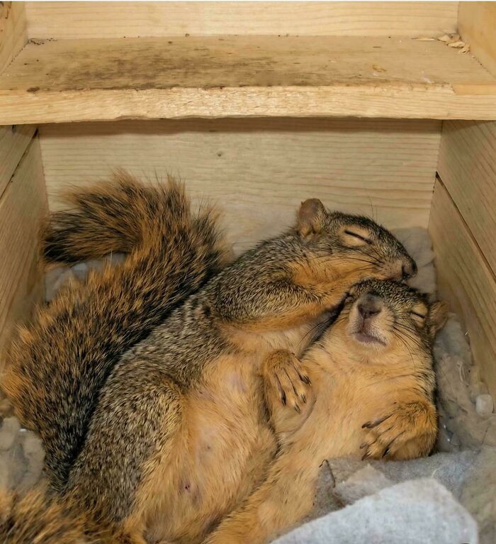 Two squirrels sleeping nestled together in a wooden box, styled like an accidental Renaissance painting