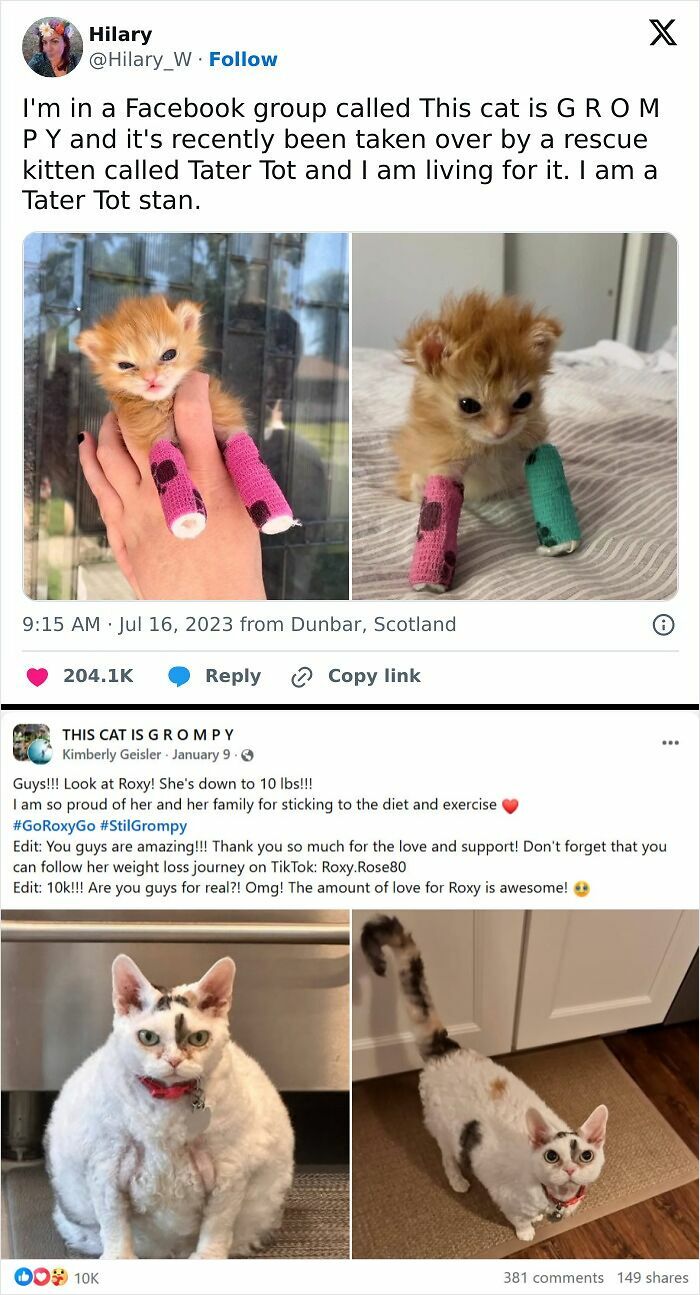 Cute kittens with colorful bandages shared in popular Facebook groups showing the internet’s weird and loved community.