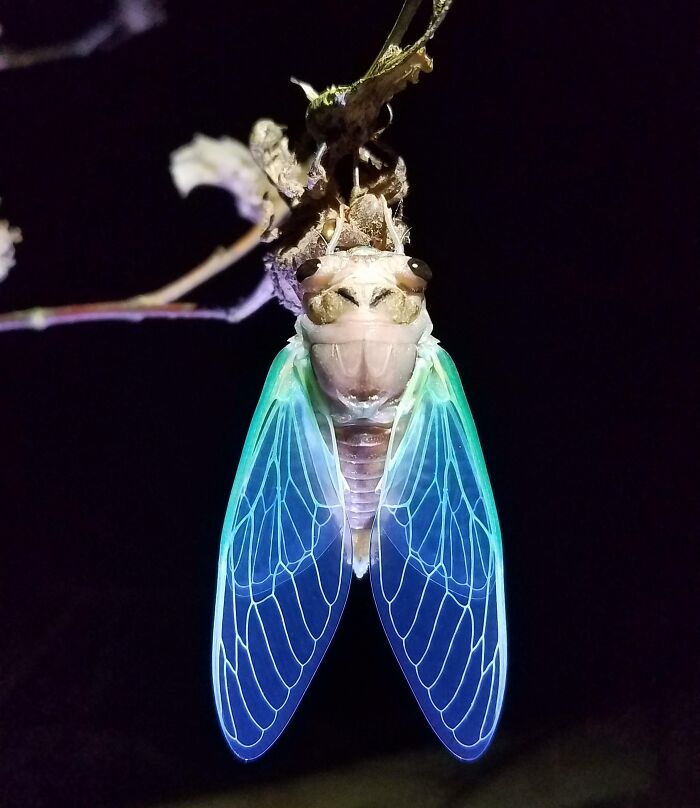 Close-up photo of a cicada with glowing blue wings hanging on a branch showing unreal details in nature.