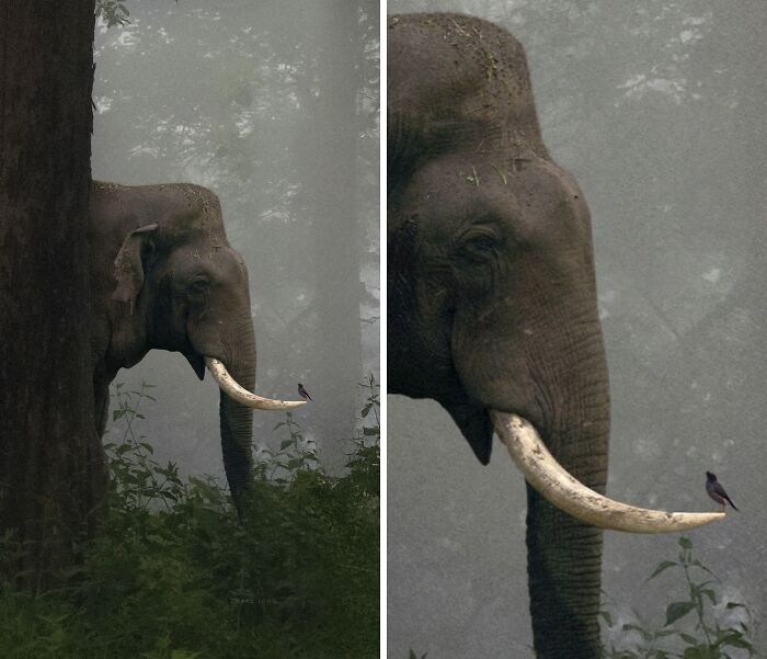Elephant in misty forest with a bird perched on its tusk, showcasing incredible moments in nature photography.