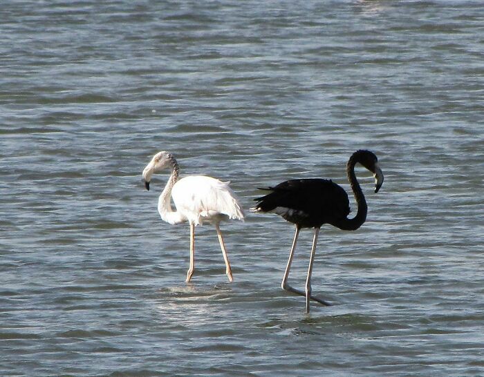 Two flamingos, one white and one black, standing in shallow water, illustrating interesting rabbit hole discoveries.