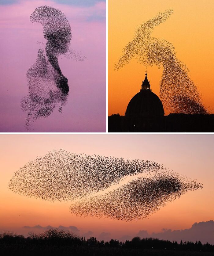 Massive murmurations of starlings forming unreal shapes in the sky at sunset, showcasing incredible natural phenomena.