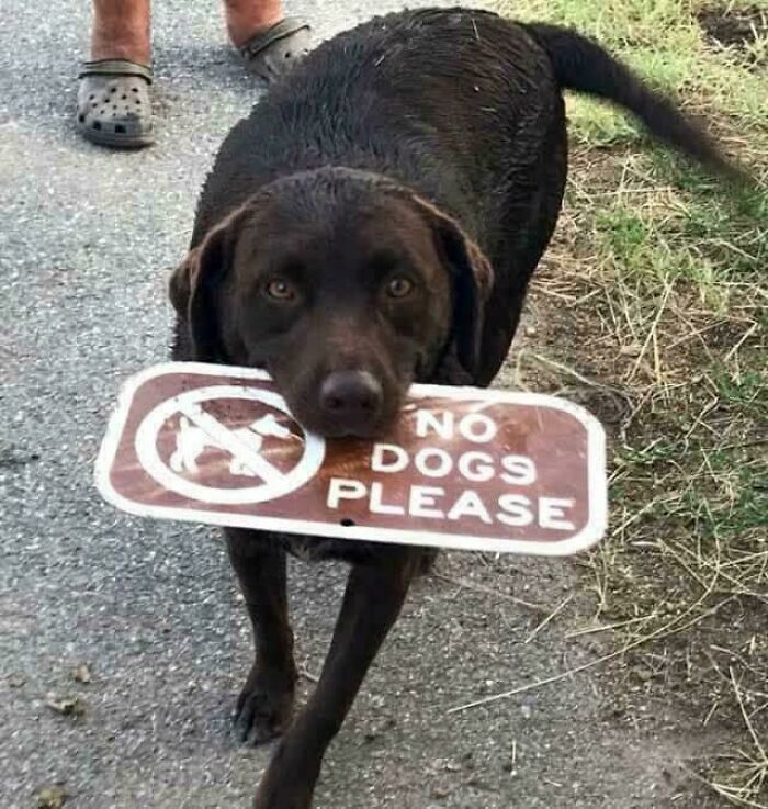 A dog holding a No Dogs Please sign in its mouth, creating a sarcastic and ironic moment for chronic irony.