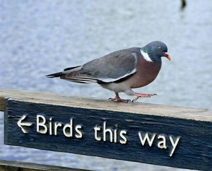 Pigeon walking on a sign that says birds this way, showcasing a sarcastic image for ironic humor lovers.