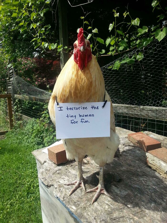 Rooster wearing a sign that says it terrorizes the tiny human, one of the hilarious pets living rent-free and acting like hooligans.
