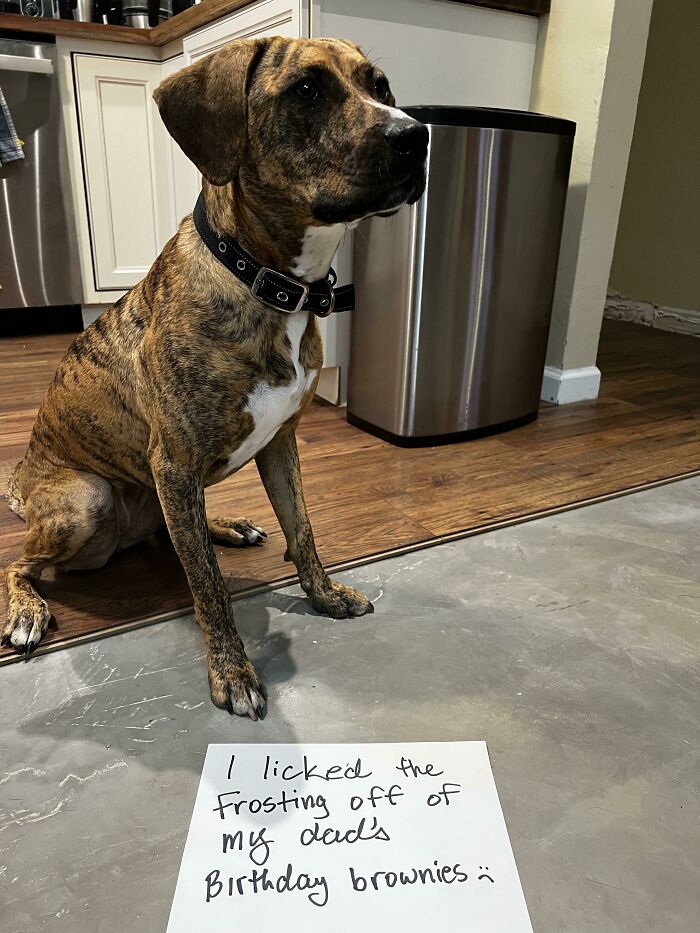 Brindle dog sitting on a kitchen floor with a sign confessing to licking frosting off birthday brownies, showcasing pets living rent-free.