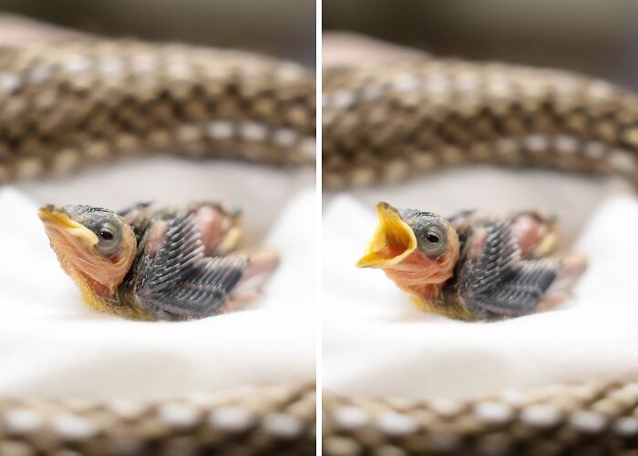 50 Adorable Wildlife Rescue Moments Showing Tiny Animals Safely Resting In Their Caregivers’ Hands
