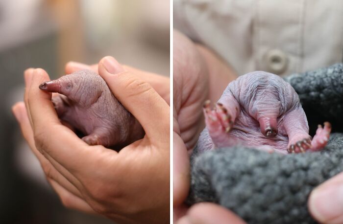 50 Adorable Wildlife Rescue Moments Showing Tiny Animals Safely Resting In Their Caregivers’ Hands