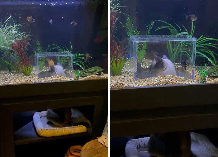 Cat inside a fish tank divider to prevent scaring fish, showcasing genius ideas to solve annoying problems.