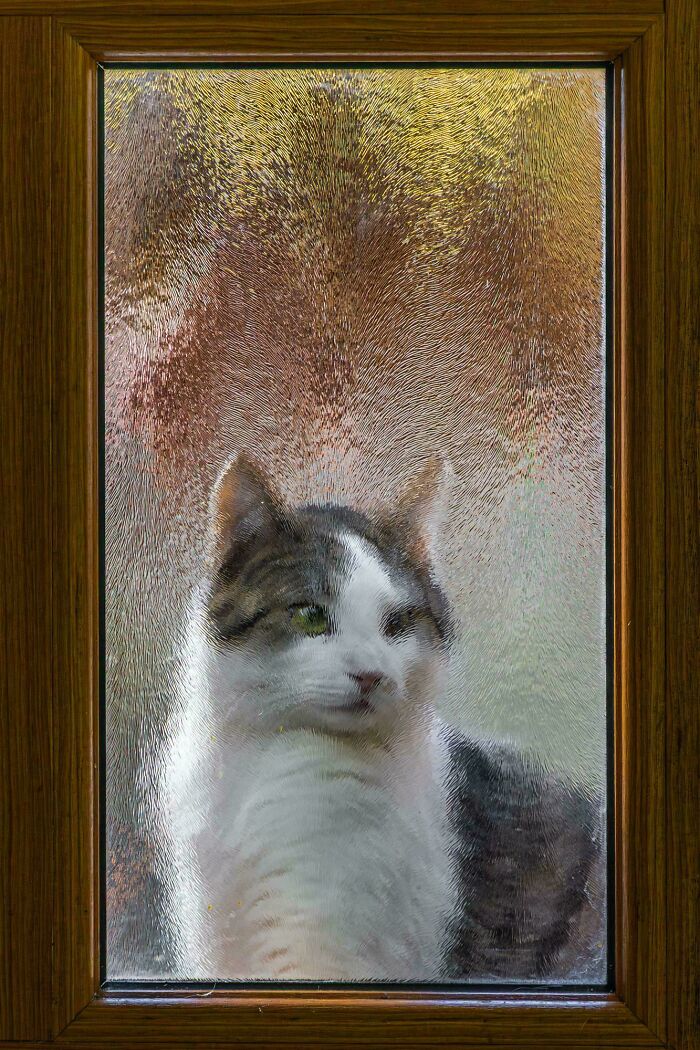A cat behind a textured glass window looking out, captured in an accidental Renaissance style