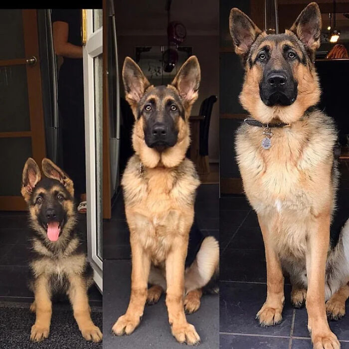 Amazing photo series showing the growth of a German Shepherd puppy into an adult dog, an image that might brighten your day.
