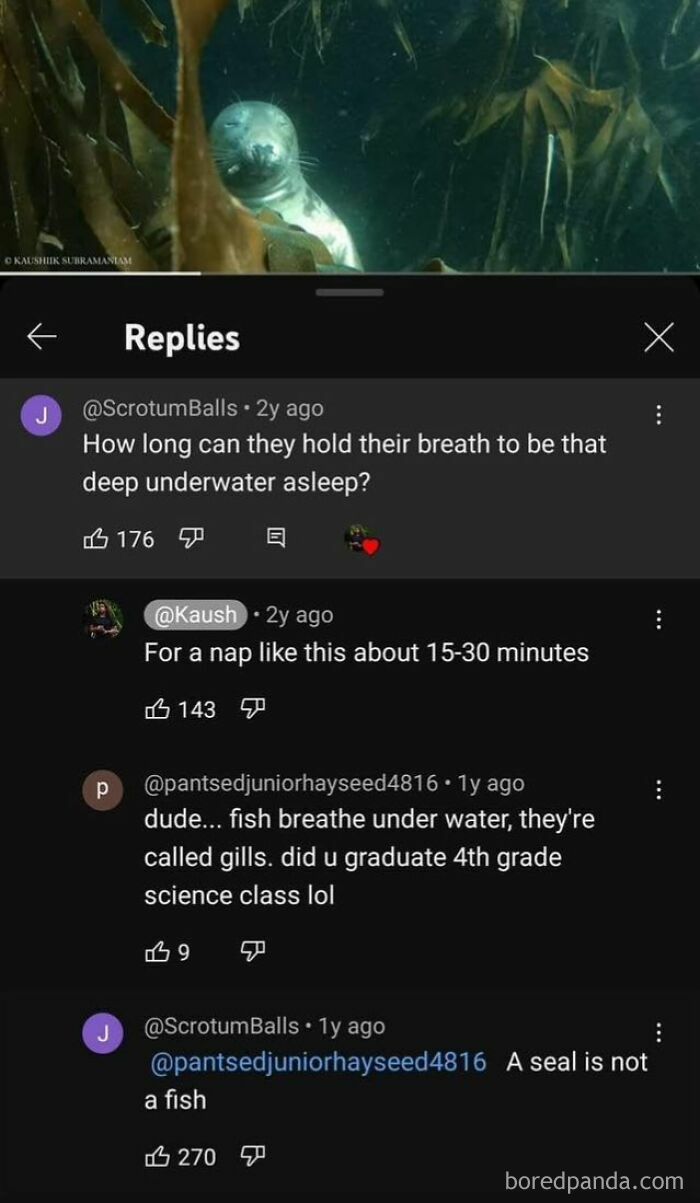 Underwater seal photo with funny online exchange showing failed attempts at correcting someone about marine biology facts.