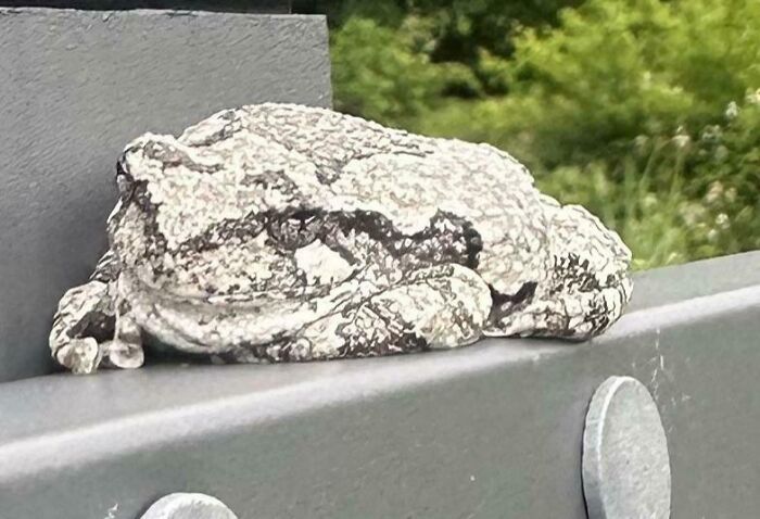 Gray Tree Frog