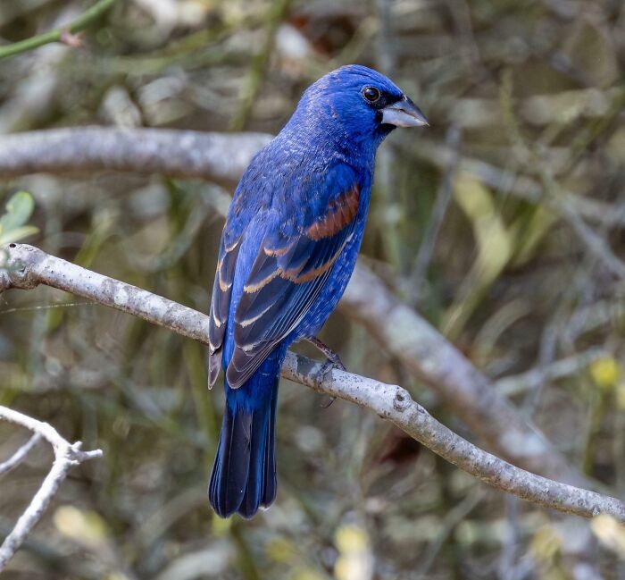 Beautiful Blue Grosbeak At Chincoteague National Wildlife Refuge